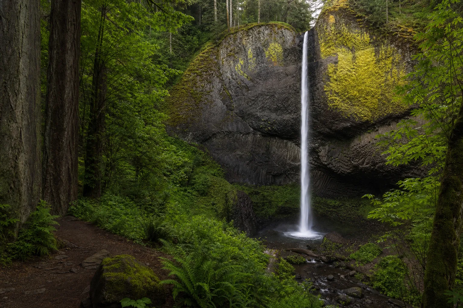Latourell Falls wide canyon view in fall: bigleaf maple yellow against the dark basalt amphitheater