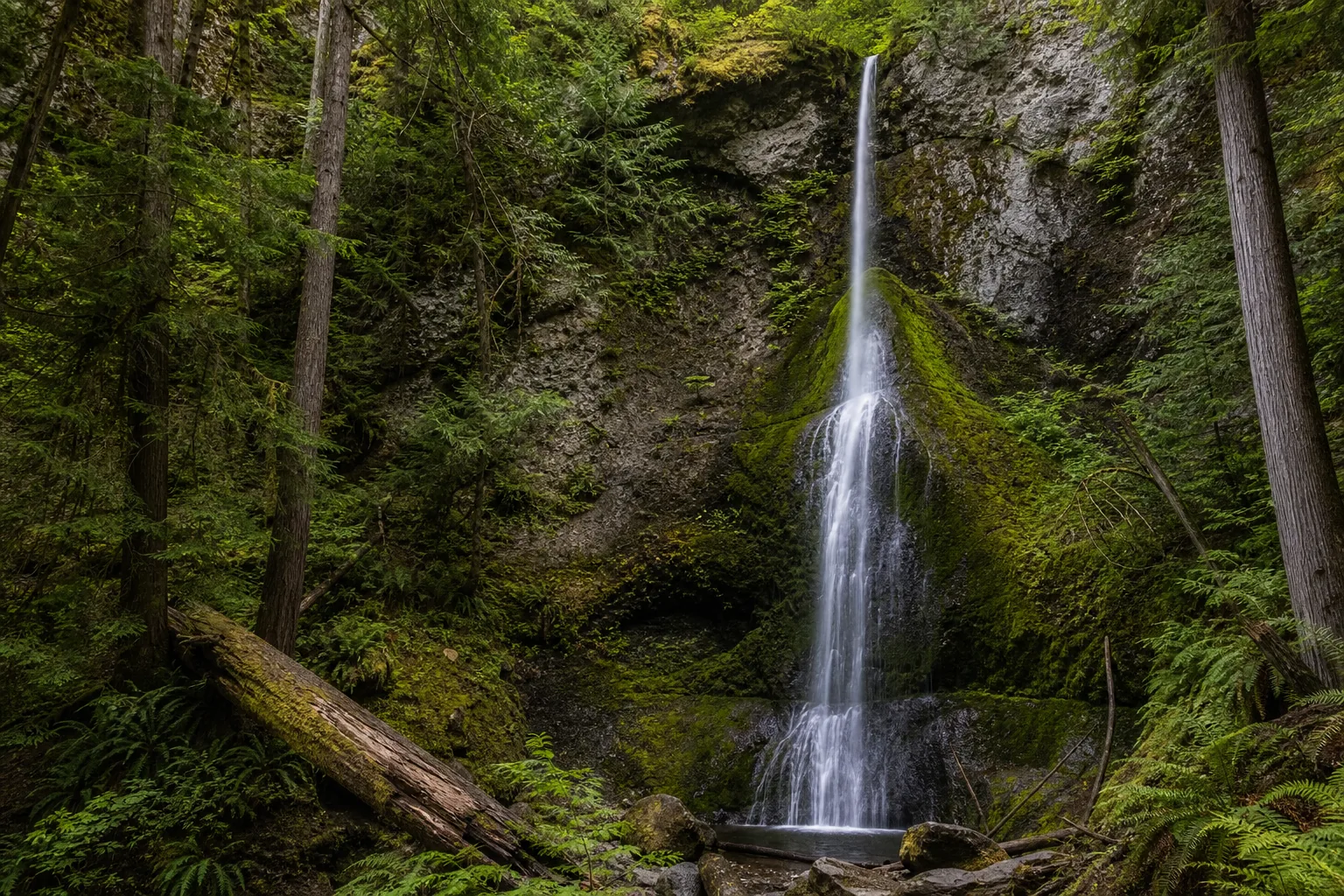 Marymere Falls the 90-foot horsetail seen through the mossy old-growth ravine on falls creek