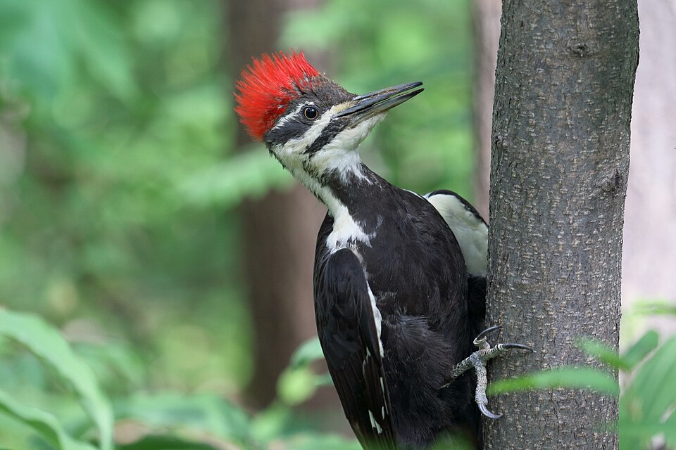 Pileated Woodpecker