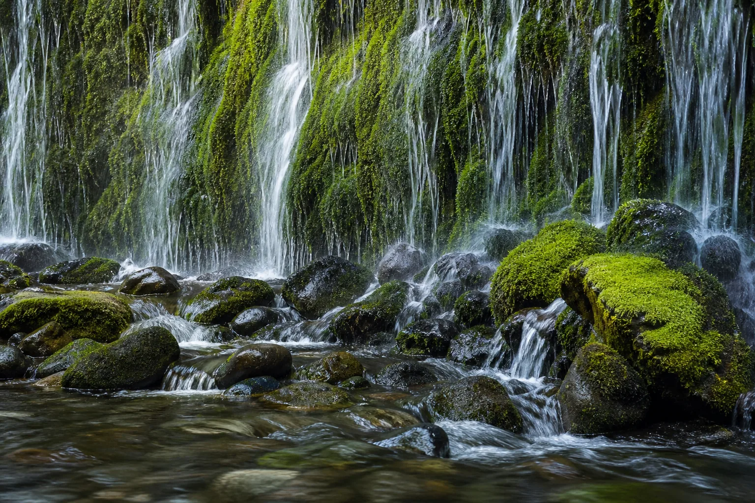 Mossbrae Falls close detail of moss, ferns, and groundwater seepage threads on the basalt cliff