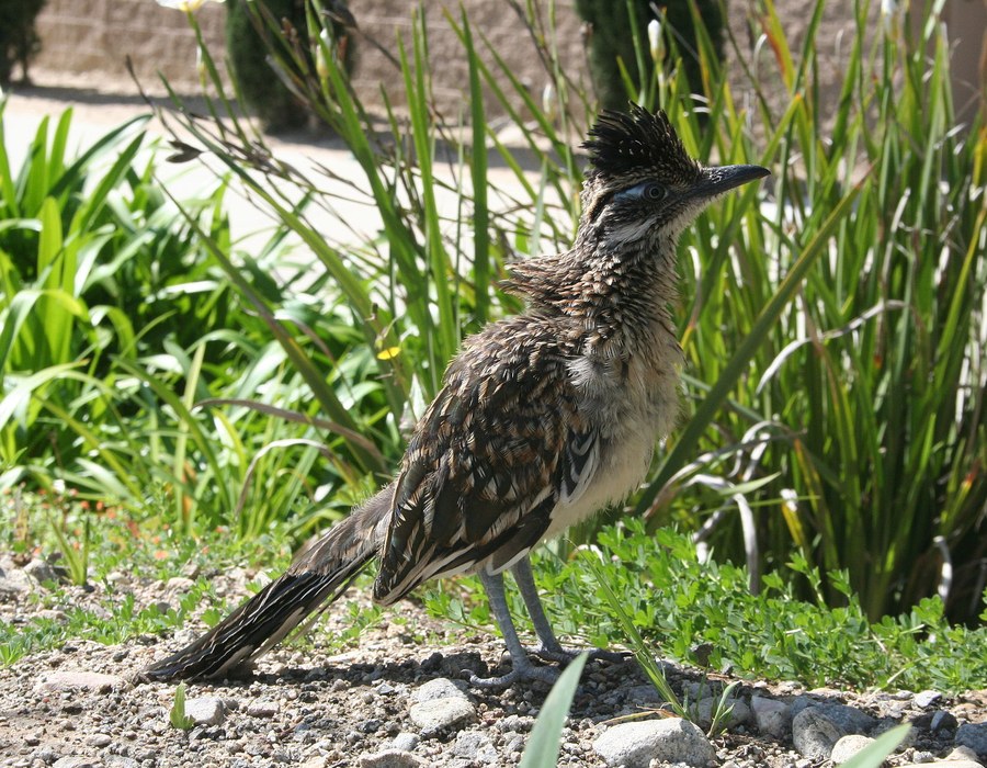 Greater Roadrunner
