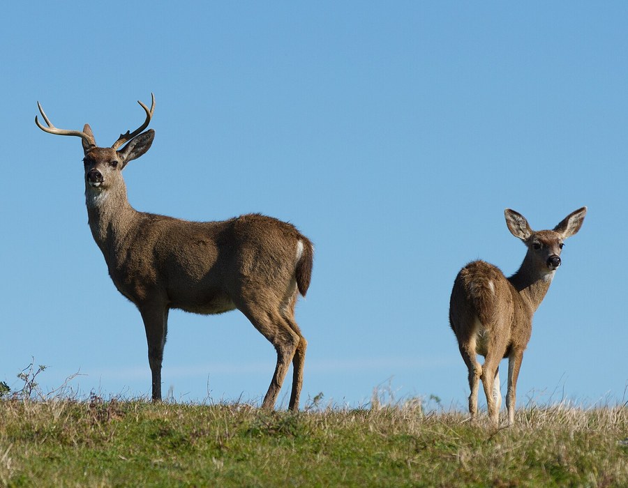 Black-tailed Deer