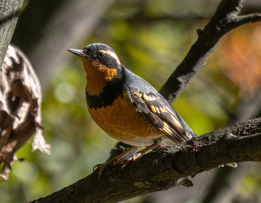 Varied Thrush
